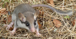 Lérot, petit animal cousin du loir et rongeur nocturne